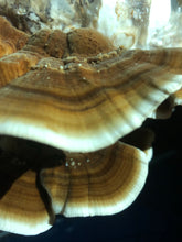 Turkey Tail Mushrooms (Fresh)