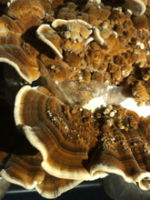 Turkey Tail Mushrooms (Fresh)