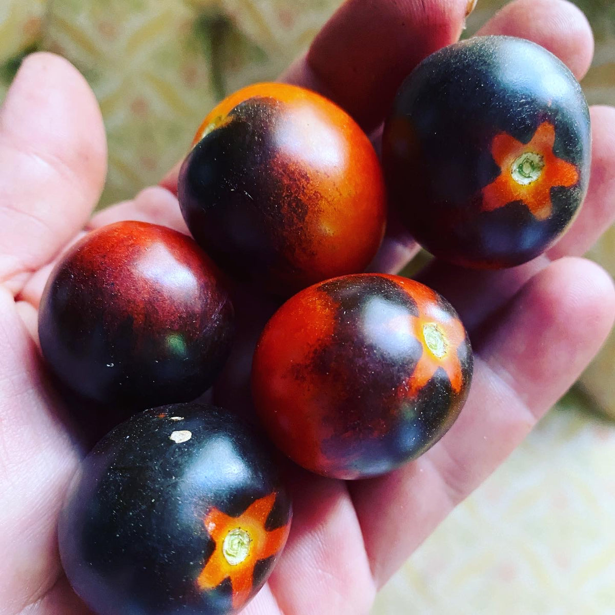 Tomato (Midnight Snack) Seed – Starfish Honey
