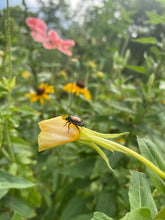 Hooker’s Evening Primrose seed (Oenothera elata hookeri)
