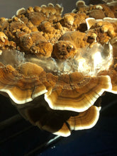 Turkey Tail Mushrooms (Fresh)