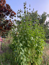 Klip Dagga Seeds (Leonotis nepetifolia)