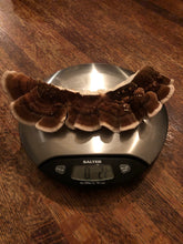Turkey Tail Mushrooms (Fresh)