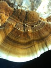 Turkey Tail Mushrooms (Fresh)