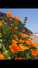 California Poppy Tincture