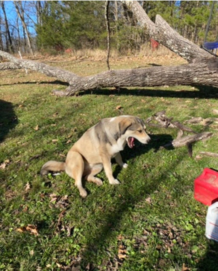 Black Walnut Knife Holder Starfish Honey
