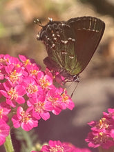 Yarrow seed (mixed colors)