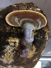 Reishi Mushroom (dried, whole)