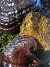 Reishi and Chaga Healing Mushroom Blend