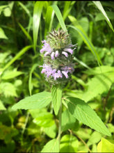 Downy Pagoda Mint (Wild Landrace) Seed