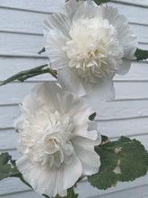 Hollyhock (White Cloud) seed - Althaea Rosea