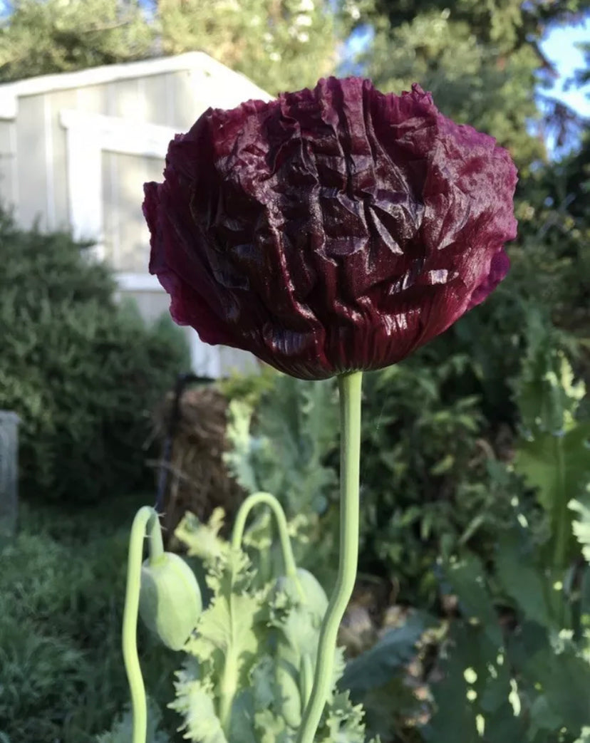 black poppy flower seeds Poppy P. Somniferum (Midnight Black)