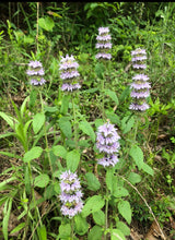 Downy Pagoda Mint (Wild Landrace) Seed