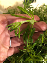 Cleavers (Dried Herb)