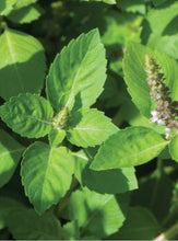 Holy Basil Seed - (Kapoor) Ocimum Sanctum