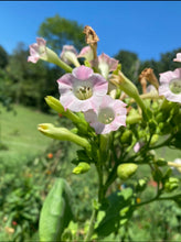 Tobacco (Connecticut Broadleaf) seeds