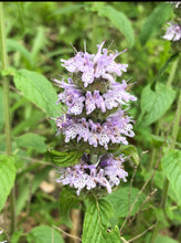 Downy Pagoda Mint (Wild Landrace) Seed