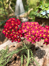 Yarrow seed (mixed colors)