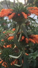 Klip Dagga Seeds (Leonotis nepetifolia)