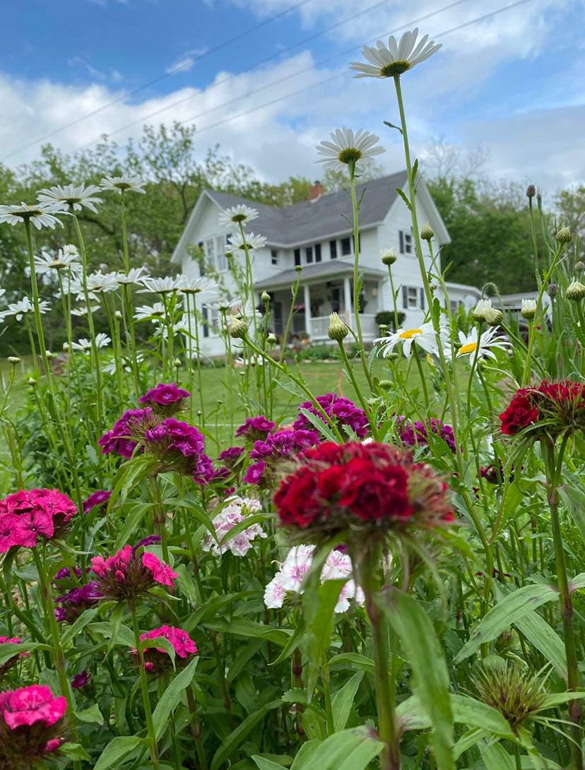 Sweet William Seed - Pinks mix (Dianthus Barbatus) – Starfish Honey