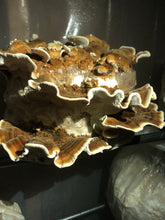Turkey Tail Mushrooms (Fresh)