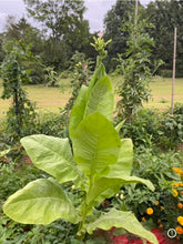 Tobacco (Connecticut Broadleaf) seeds