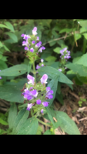 Self Heal  (Prunella Vulgaris) seed