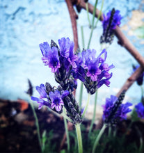 Passionflower Tincture (Passionflower & Vanilla)