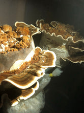 Turkey Tail Mushrooms (Fresh)