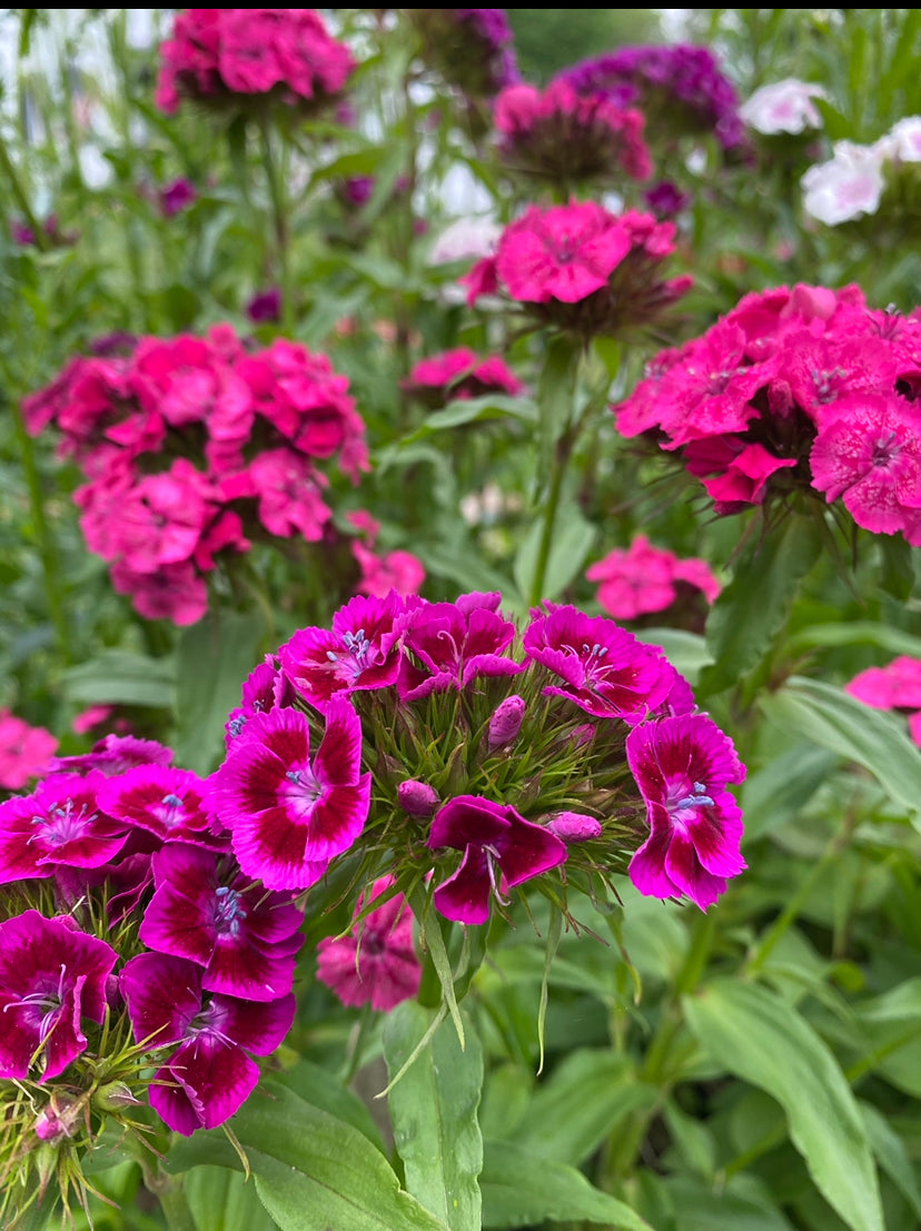 garden pinks seeds DIANTHUS barbatus (Sweet William Pinks, Mixed) 1 oz (~26250 Seeds)