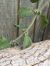 Horehound (Dried/Fresh) (White Horehound)