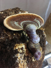 Reishi Mushroom (dried, whole)