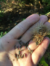 Great Burdock Seed