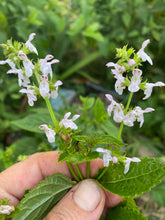 Germander (Teucrium canadense) seeds