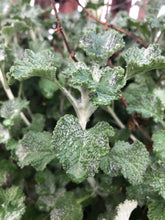 Horehound (Dried/Fresh) (White Horehound)