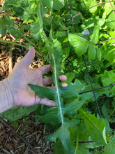 Prickly Lettuce (Lactuca Serriola) seed