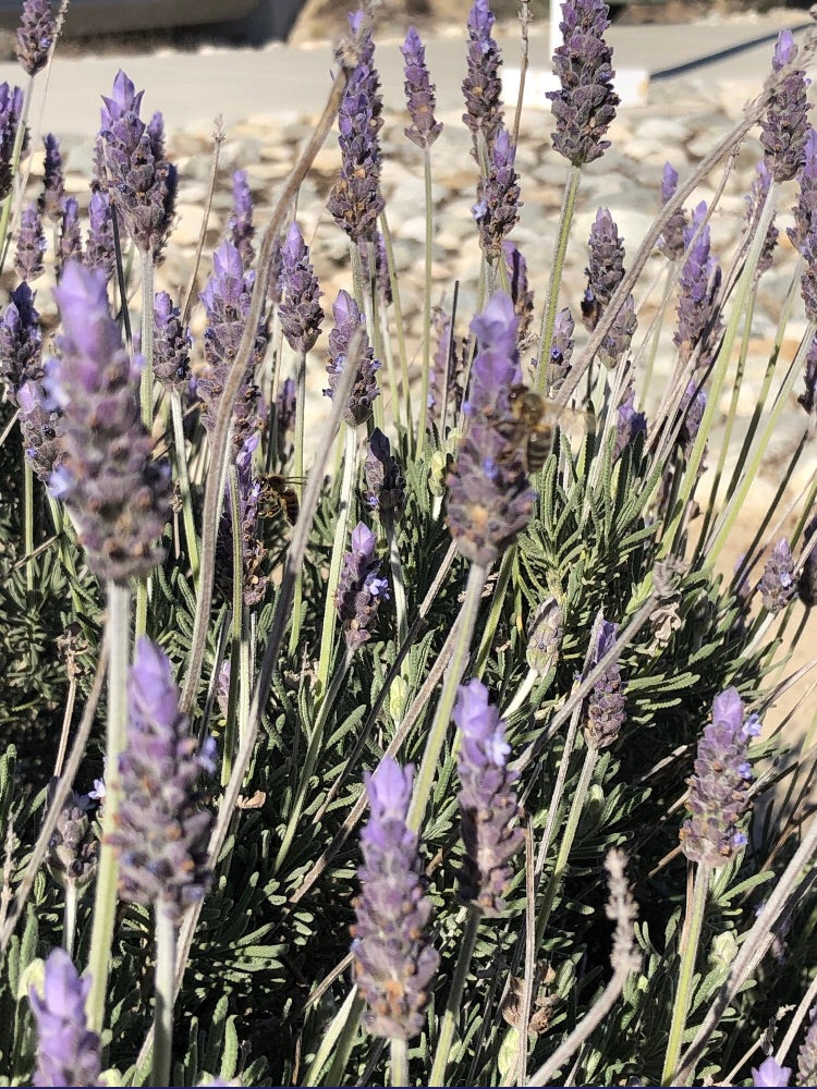 french lavender from seed Lavender (Miparque’s Perfect French Lavender) Lavendula Dentata Seeds
