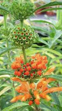 Klip Dagga Seeds (Leonotis nepetifolia)