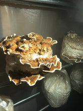 Turkey Tail Mushrooms (Fresh)