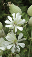 Silene Capensis (African Dream Root) seeds