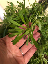 Cleavers (Dried Herb)