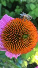 Echinacea Flower Heads - whole