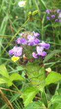 Self Heal  (Prunella Vulgaris) seed