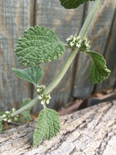 Horehound (Dried/Fresh) (White Horehound)