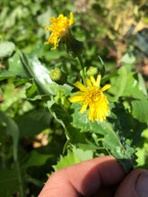 Prickly Lettuce (Lactuca Serriola) seed