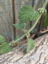 Horehound (Dried/Fresh) (White Horehound)