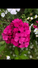 Sweet William Seed - Pinks mix  (Dianthus Barbatus)