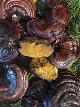 Reishi and Chaga Healing Mushroom Blend