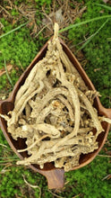 Silene Capensis (African Dream Root)
