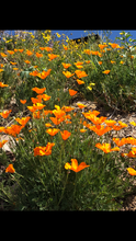 California Poppy Tincture